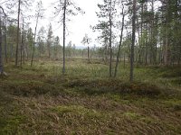 FIN, Lapland, Inari, Lemmenjoki 7, Saxifraga-Dirk Hilbers